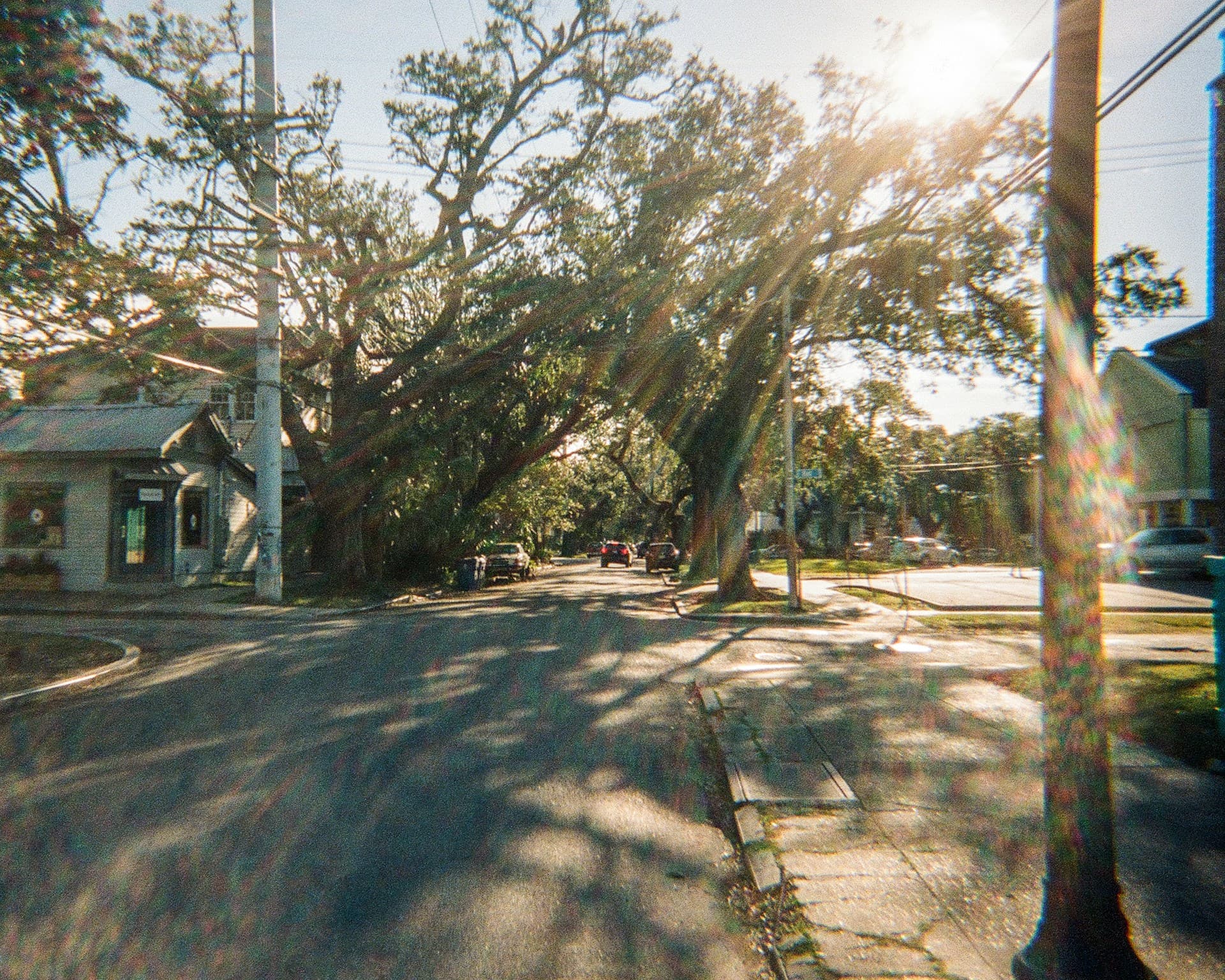 An oak canopy arching over a residential street